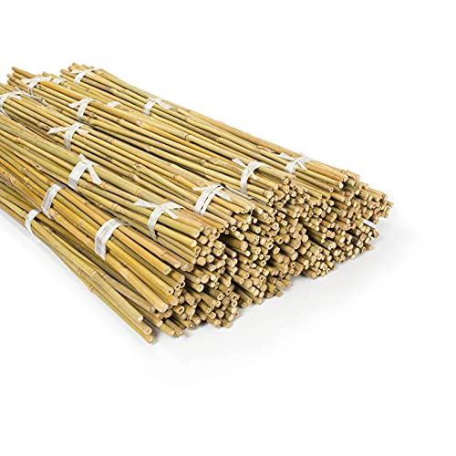 braun schwarz Bambusrohr "Nigra" Durch Länge 240cm 4-4,5cm Bambus Rohre 