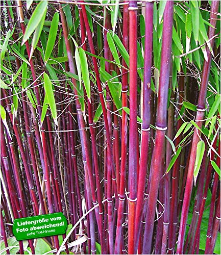 Fargesia-Bambus