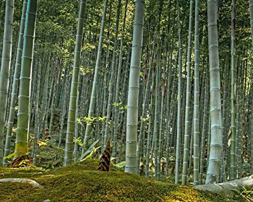 Schwarzer Riesen-Bambus Samen Für Haus & Hof Der schönste Bambus der Welt 