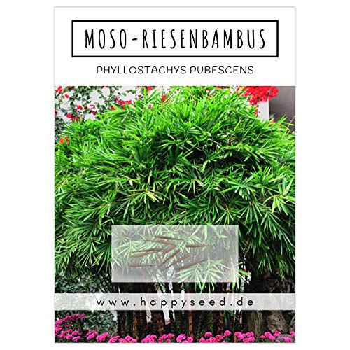 Direktimport aus China Februar 2017 Phyllostachys pubescens MOSO Bambus 100 Samen