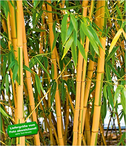 Phyllostachys parvifolia Halme bis 10 cm Ø Gold Bambus 